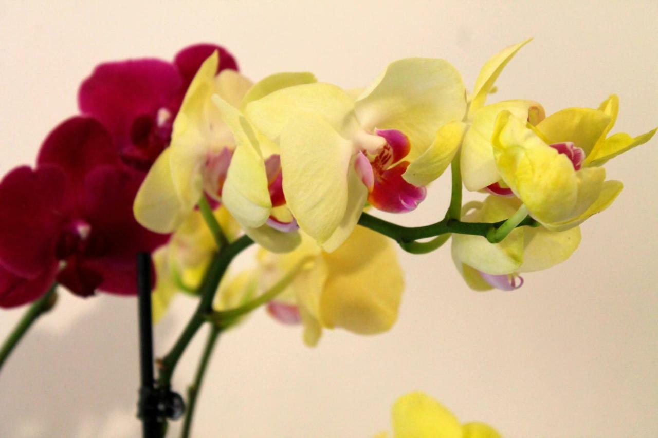 B&B Le Orchidee Alghero Zewnętrze zdjęcie